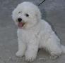 vand pui bichon frize