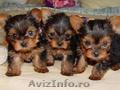 yorkshire terrier  mascul 2 luni jumate