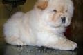 chow chow de vanzare