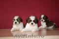 vand pui shih-tzu 