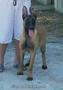 Vând pereche Ciobănesc Belgian Malinois