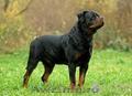 Cumpar femela rottweiler