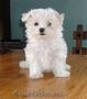 catelusa Lusy bichon maltez 