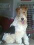 Fox Terrier Mascul