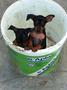 Pinscher Pitic De Vanzare 