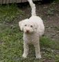 Vand caine de trufe Lagotto Romagnolo