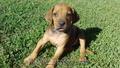 catelusi rhodesian ridgeback