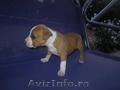 Vand pui de Amstaff