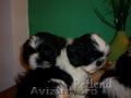 Crescator,  vand catelusi Shih tzu  din cele mai pure rase