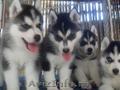 Crescator,   vand catelusi Husky Siberian  din cele mai pure rase  