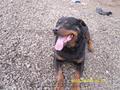 vind femela rottweiler in virsta de 4 ani