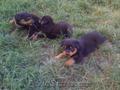 Vand 3 puiutzi Rottweiler