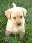 Vand catei Labrador Retriver