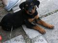 Vand femela rottweiler 