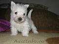 Crescator,  vand catelusi West Highland Terrier 