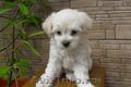 Vand 2 pui de bichon maltez