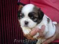 Catei  Shih-tzu 7 saptamini 