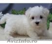 vand pui bichon maltez mini toy