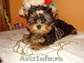 vand yorkshire terrier mini toy