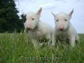 BULL TERRIER de vanzare,  femele si masculi