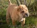 SHAR-PEI de vanzare,  femele si masculi 