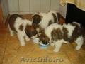 vand 3 femele saint bernard