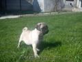 ofer spre vanzare catelus mops pug ,  culoare beige 