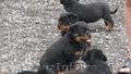 5 catei rasa Rottweiler