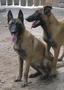 Femela Ciobanesc Belgian Malinois