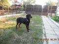 Ofer spre vanzare mascul rottweiler 7 luni 