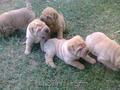 Vand catei Shar-pei