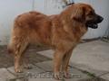 Leonberger de vânzare în Ungaria