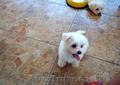 Vand catei rasa Bichon Maltese