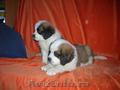 pui Saint Bernard