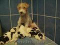 Vand catei fox terrier