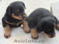 Rottweiler talie mare; deparazitati