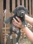 vand mascul  cane corso(posibil corcitura),  2 luni,  vaccinat