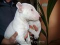 canisa  Bonsai vinde catei din rasa bull terrier ,  rasa pura.