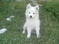 Vand pui de samoyed superbi 