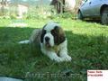 Crescator saint bernard vand catei cu pedigree ,  detin ambii parinti.