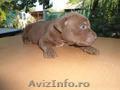 Pitbull de vanzare Arad	