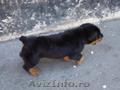 Vand rottweiler 2 luni ... mascult   vaccinat 