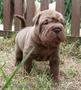 Crescator vand pui shar pei culori deosebite