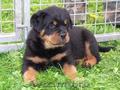 Pui Rottweiler De Vanzare