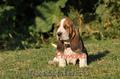 Caini de Vanzare Basset Hound 