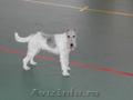 vand o femela de fox terrier sarmos in varsta de 3 ani