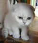 Oferim spre vanzare o pisicuta Scottish fold alba 