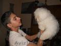 vand bichon frise