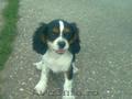 vand cavalier king charles spaniel, tricolori 