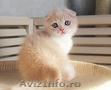 Vindem pisicuta Scottish fold pe nume Funny